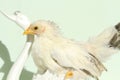 white chicken on green background Royalty Free Stock Photo