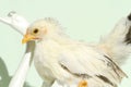 white chicken on green background Royalty Free Stock Photo