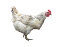 White chicken hen isolated over white Royalty Free Stock Photo