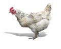 White chicken hen isolated over white Royalty Free Stock Photo