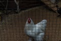 white chicken hen with red tuft in a cage behind a net cell coop Royalty Free Stock Photo