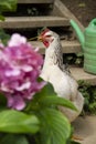 Chicken hiding in blooming hydrangea