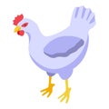 White chicken icon isometric vector. Chick egg Royalty Free Stock Photo