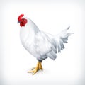 White chicken illustration