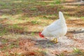 A white chicken is looking food Royalty Free Stock Photo