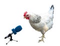 White chicken with microphone isolated over white Royalty Free Stock Photo