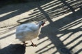 White chicken in an openwork shadow