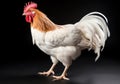 White chicken portrait on dark background. AI generated Royalty Free Stock Photo