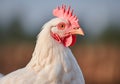 White chicken portrait on dark background. AI generated Royalty Free Stock Photo