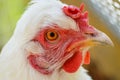 White chicken portrait Royalty Free Stock Photo