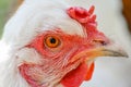 White chicken portrait Royalty Free Stock Photo