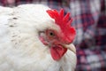 White chicken portrait outdoor with focus on eye Royalty Free Stock Photo