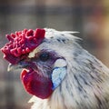 White Chicken Portrait Royalty Free Stock Photo