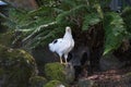 White chicken with black feathers walking in the mossy stones