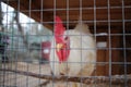 White chicken rooster sitting in a cage behind bars on a farm Royalty Free Stock Photo