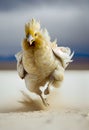 White chicken running in the desert. AI Generative