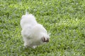 White Chicken or Silkie Hen eating food On the lawn in the garden Royalty Free Stock Photo