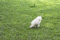 White Chicken or Silkie Hen eating food On the lawn in the garden Royalty Free Stock Photo