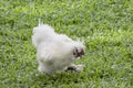 White Chicken or Silkie Hen eating food On the lawn in the garden Royalty Free Stock Photo