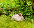 White chicken sits in grass