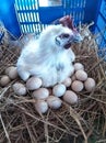 A white chicken sitting on top of a pile of eggs. beautiful chicken white.