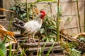 White chicken Royalty Free Stock Photo