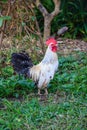 White chicken Royalty Free Stock Photo