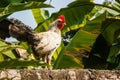 White chicken Royalty Free Stock Photo