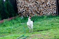 White chicken standing in the yard. Village concept with domestic animals. Green grass of the village backyward with