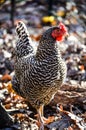 A Plymouth Rock chicken at its best Royalty Free Stock Photo