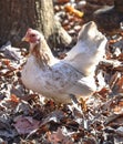 A Leghorn chicken at its best Royalty Free Stock Photo