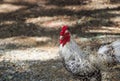 White chicken of Thailand