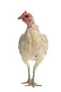 White chicken walking