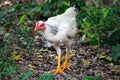 This white chicken is walking around with a torn plastic bag around its neck.