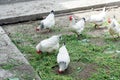 White chicken walking on the chicken coop in the spring. Agriculture. Ornithology. Poultry yard. Royalty Free Stock Photo