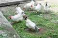 White chicken walking on the chicken coop in the spring. Agriculture. Ornithology. Poultry yard. Royalty Free Stock Photo