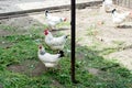 White chicken walking on the chicken coop in the spring. Agriculture. Ornithology. Poultry yard. Royalty Free Stock Photo