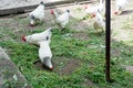 White chicken walking on the chicken coop in the spring. Agriculture. Ornithology. Poultry yard. Royalty Free Stock Photo