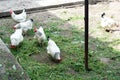 White chicken walking on the chicken coop in the spring. Agriculture. Ornithology. Poultry yard. Royalty Free Stock Photo