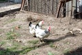 White chicken walking on the chicken coop in the spring. Agriculture. Ornithology. Poultry yard. Royalty Free Stock Photo