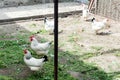 White chicken walking on the chicken coop in the spring. Agriculture. Ornithology. Poultry yard. Royalty Free Stock Photo