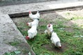 White chicken walking on the chicken coop in the spring. Agriculture. Ornithology. Poultry yard. Royalty Free Stock Photo