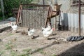 White chicken walking on the chicken coop in the spring. Agriculture. Ornithology. Poultry yard. Royalty Free Stock Photo