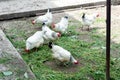 White chicken walking on the chicken coop in the spring. Agriculture. Ornithology. Poultry yard. Royalty Free Stock Photo