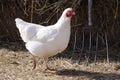 White chicken walking past pitchfork