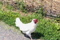 A white chicken walks along the fence