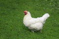 White chicken walks freely on green juicy grass in the backyard Royalty Free Stock Photo