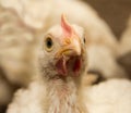 White chickens in a cage at the poultry farm.