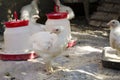 White chickens