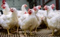 Indoors chicken farm, chicken feeding, farm for growing broiler chickens Royalty Free Stock Photo